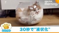 にゃんですか - ｢にゃんですか｣　ネコは液体編
