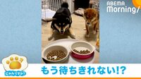 【映像】前足をバタバタさせながら待つ兄妹犬