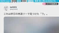 空に浮かんだ立派な「ラ」の文字が話題 「く」や「る」などの目撃情報も