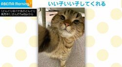 今にも“いい子いい子”してくれそうな猫 頭を差し出したくなる絶妙なポーズに「救いの手」「壁ドンでも萌えます！」反響続々