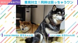 性格が真反対…2 匹の柴犬の“拒否柴現象”が話題「柴たん同士の静かなる勝負の気配」「これはなかなか高難度」