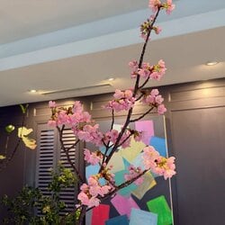 田丸麻紀「リビングの桜もほぼ満開」自宅の様子を公開 身体の変化についても明かす