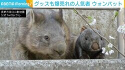 仲良く横並び？→お尻でアタック ウォンバットの“ぬいぐるみ”への対応に反響