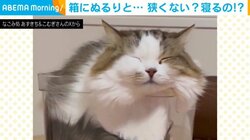 「狭くないの？しかも寝るの？」小さな箱にすっぽりと収まる猫に飼い主ツッコミ