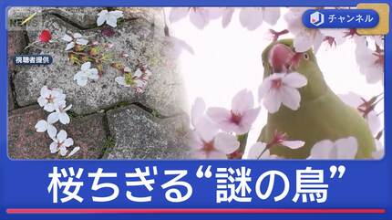 満開の桜をちぎって落とす“謎の鳥”正体は？　絶景名所で被害相次ぐ