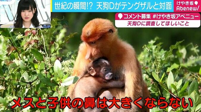 テングザルの“鼻が大きい”理由が判明、メスとオス双方へのアピールに 2枚目