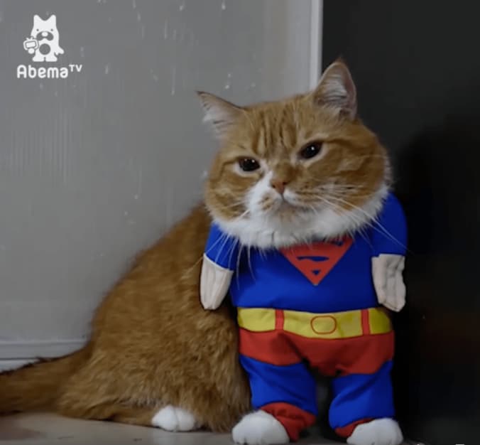 猫「ヒーローの登場にゃ」コスプレ後に可愛すぎる争いが勃発 7枚目