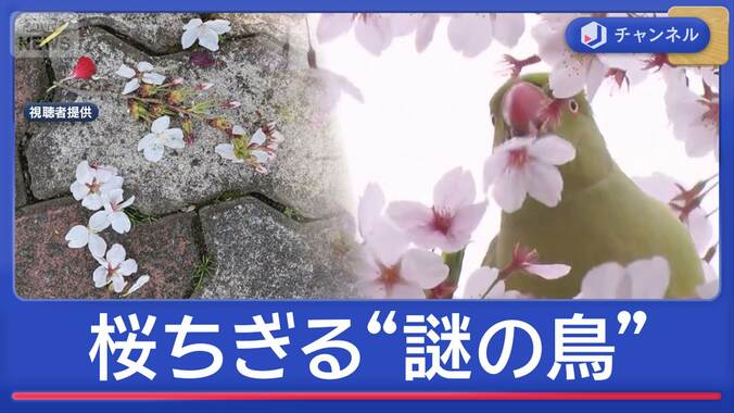 満開の桜をちぎって落とす“謎の鳥”正体は？　絶景名所で被害相次ぐ 1枚目