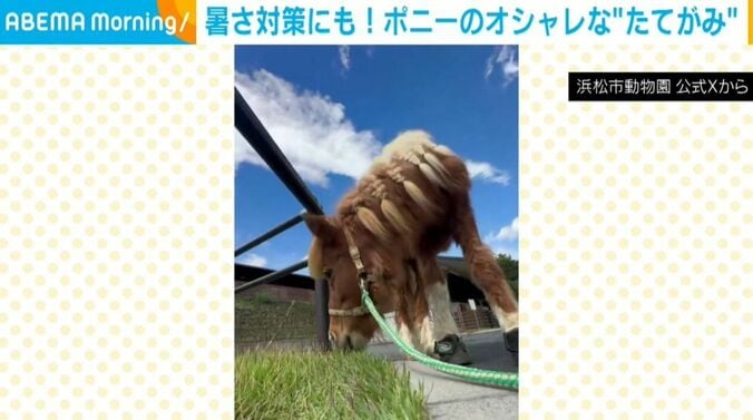 チャチャちゃん