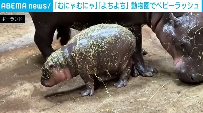 カバの親子