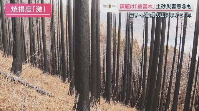 焼損度「激」の木