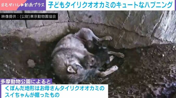 タイリクオオカミの親子