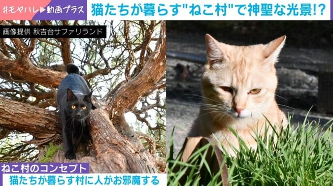 ねこ村