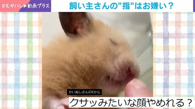 ハムスターのぼうちゃん