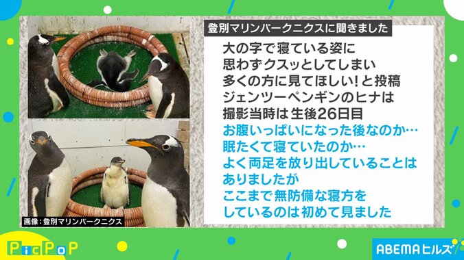 ヒナを見守るペンギン