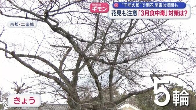 まだ5輪（23日時点）