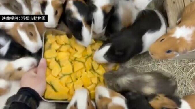 “勝手に生えてきた”カボチャに飛びつくモルモットたち