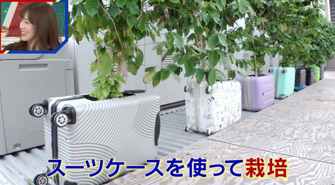 廃棄スーツケースで野菜栽培