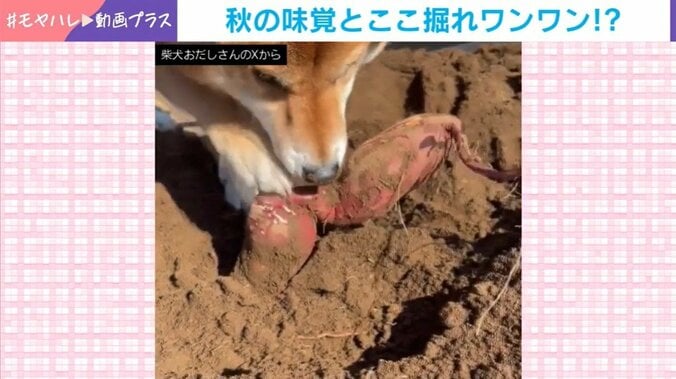 サツマイモをカリカリするおだしくん