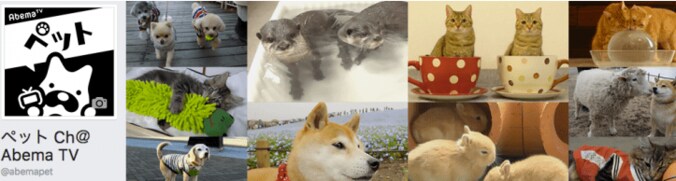 「お手できるにゃ！」 柴犬2匹と暮らす猫ミルキーの芸に才能を感じる 6枚目