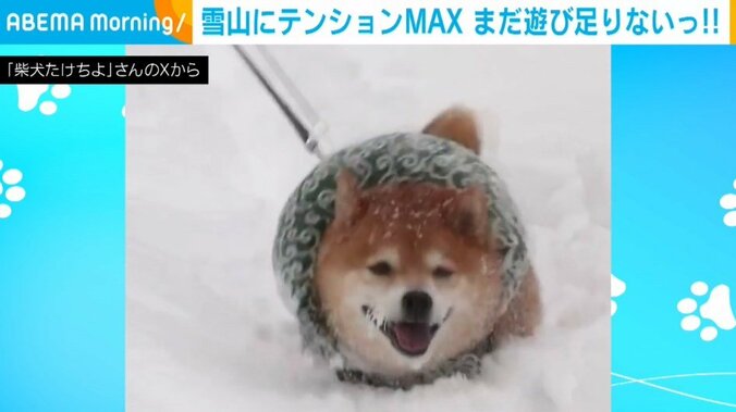 柴犬のたけちよくん（4歳）