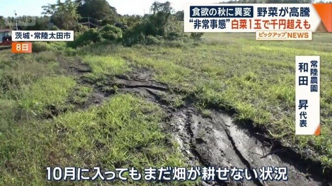 手つかずの畑