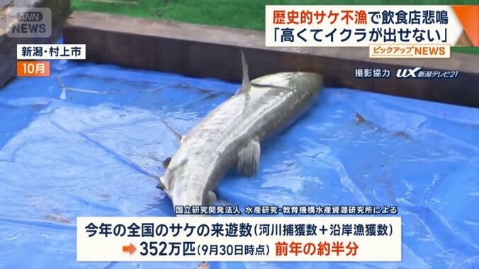 今年の全国のサケの来遊数は前年の約半分