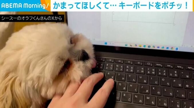 シーズーのオラフくん