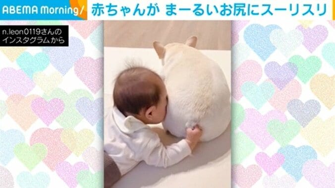 丸い尻の犬に8カ月の赤ちゃんが大胆にスリスリ 暖をとる“愛くるしい姿”に「究極の癒し」「家族の絆が感じられる」と話題沸騰 1枚目