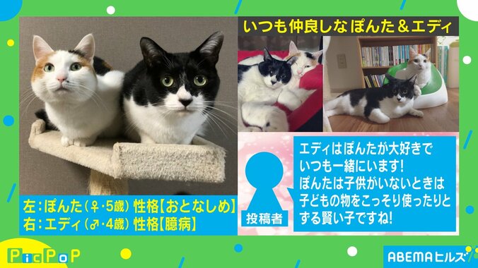 未知との遭遇…！赤ちゃんと初対面した猫の反応がTwitterで話題「なんとも味のある表情」 2枚目