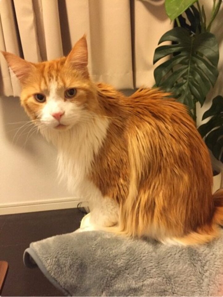 遠野なぎこ プチ整形を行ったことを報告 話題 Abema Times