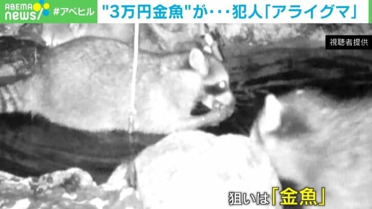 1匹3万円の種類も 庭の金魚40匹がアライグマに食べられる 住民は 仕方がない と諦め 国内 Abema Times