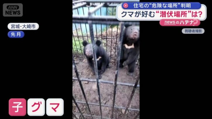 箱ワナに入った2頭の子グマ