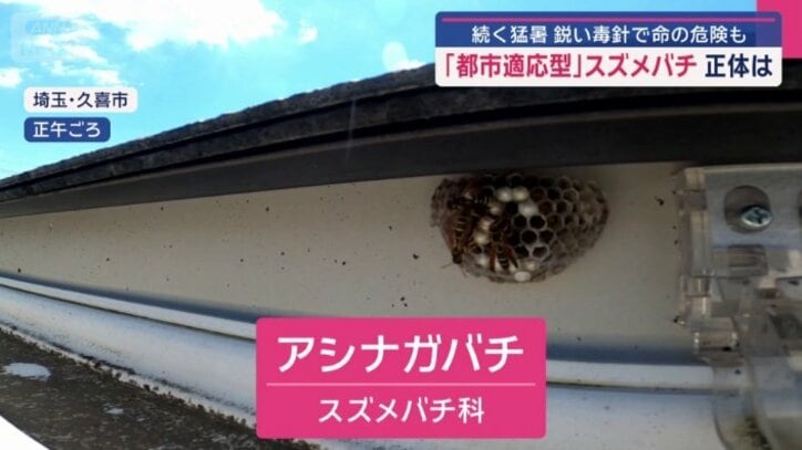 屋根と排水口の間にハチの巣