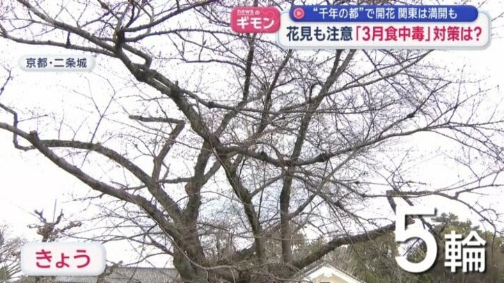 まだ5輪（23日時点）