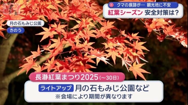 ライトアップされた紅葉も楽しめる