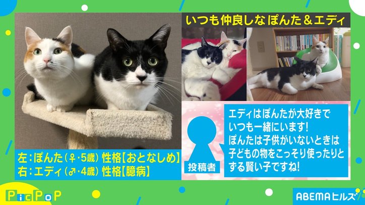 未知との遭遇…!赤ちゃんと初対面した猫の反応がTwitterで話題「なんとも味のある表情」