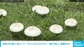 多摩川河川敷で毒キノコ「オオシロカラカサタケ」確認 嘔吐や激しい腹痛恐れも 「触らない、採らない、食べない」