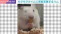 突然ガブッ！→ 見せつけるように“衝撃の変顔”へ…  おっとりハムスターの豹変に「予想以上に変な顔で声出ました」「可愛すぎる」など反響