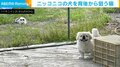 「犬とハンター」ニッコニコの犬を背後から“狙う”猫の姿に「この後が見たすぎる」と反響