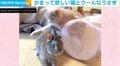 かまってネコの“ちょっかい”をクールにスルー マイペースなうさぎに反響
