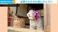 犬「あらぁ~よく来たねぇ」玄関でたたずむ犬 “おばあちゃん”な姿に「可愛い過ぎ」「いやされる〜」とほっこり