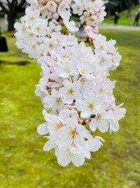 だいたひかる『お出掛け』