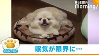 【映像】カウントが０になると同時に寝落ちする犬