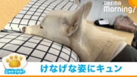 【映像】犬「乗ってもいいの…？」控えめでかわいい“健気な姿”の犬