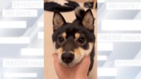 【映像】「お手！」にアゴを置く柴犬