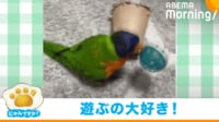 【映像】放鳥タイムで“テンションMAX”なインコ