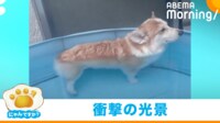 【映像】すました表情で立っているコーギーの暴かれた秘密