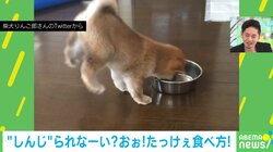 食欲旺盛の柴犬 食事の時に勢いあまって“逆立ち”する姿に「めちゃくちゃ可愛い〜」「ご飯に真剣になると後ろ足が〜」と話題