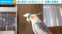 「コラー!!!」迫り来る白い飛翔体 インコに待ち受けていた“衝撃的”な出来事が話題
